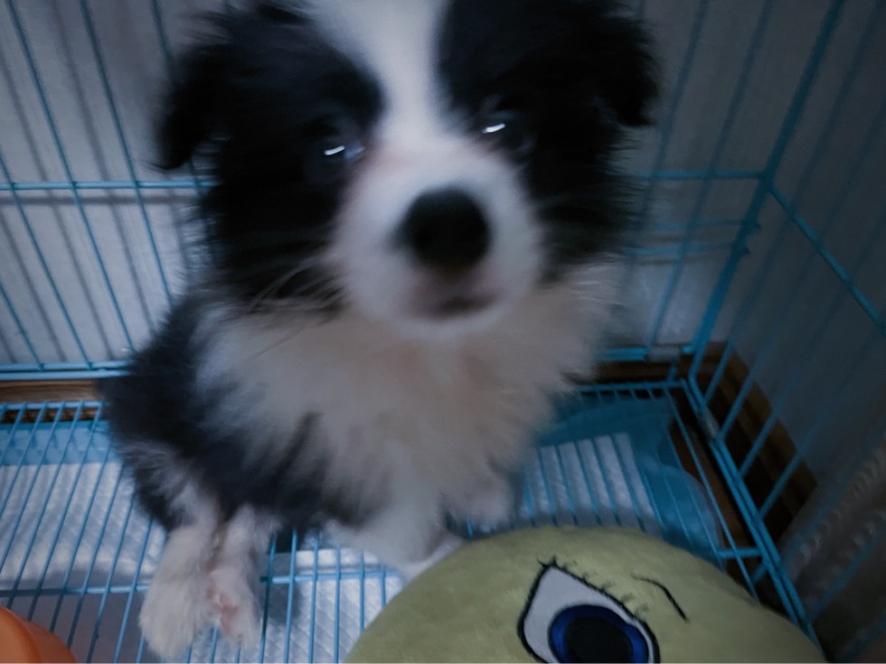 115952dogjvymjsgqtwvpt.jpg